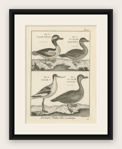 Antique Print of the Avocet Bird and various Ducks by Bonnaterre '1790', shown framed