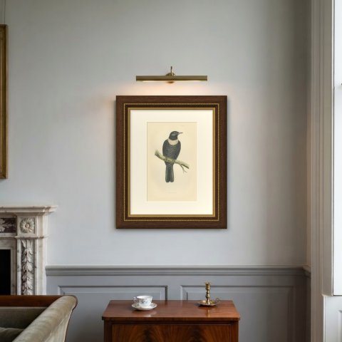 Ring Ouzel on a Lichened Branch, Hand Colored Bird Plate, Morris, 1896, shown framed on a wall