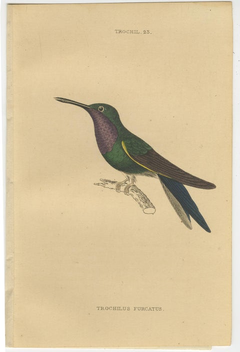 Set of 7 Antique Bird Prints, Harlequin Hummingbird, by Jardine '1837', view 2