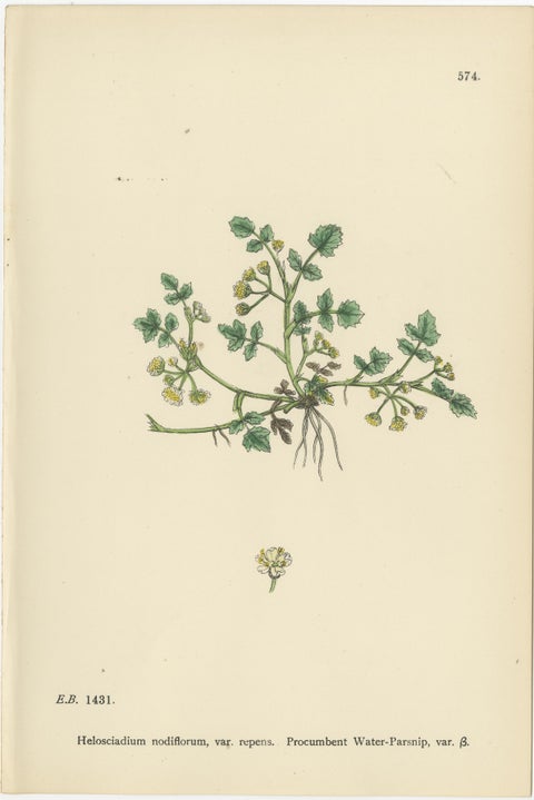 Hand-Colored Botanical Engravings of Wild Celery & Water-Parsnip Varieties, 1902, view 4