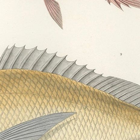 Hand-Colored Print of Soldierfish and Bluefin Seabream, Paris 1846, close-up 5
