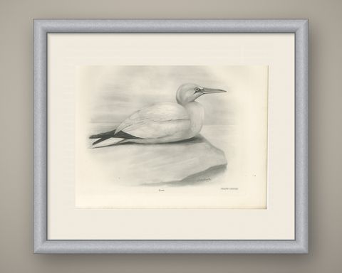 Gannet, Antique Bird Print after Lilian Medland, circa 1909, shown framed