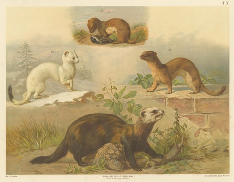 Large Antique Zoology Poster, Stoat, Weasel, Polecat c.1880, close-up 1