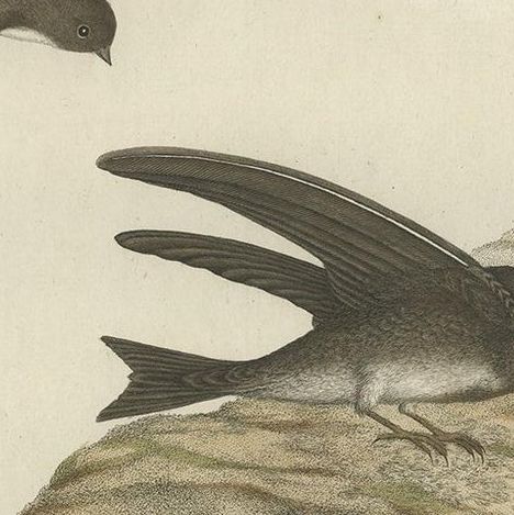 Antique Bird Print of the Sand Martin by Sepp & Nozeman, 1770, close-up 1