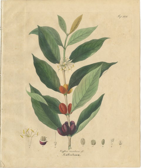 Antique Coffee Botanical Print, Coffea Arabica, Hand Colored, c.1831, view 2