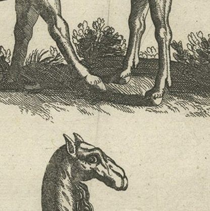 Rare Antique Print of Various Animals, Camelus Iudi, Camelus Indicus Etc, 1657, close-up 2