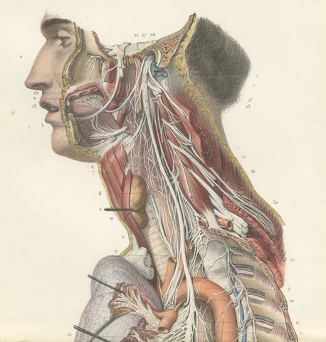 Vagus and Sympathetic Nerves of the Trunk, Hirschfeld Double Folding Plate, 1866, view 3
