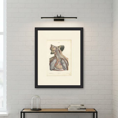 Cranial and Cervical Nerves to the Heart, Antique Hirschfeld Anatomy Print, 1866, shown framed on a wall