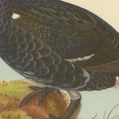 Antique Bird Print of a Hybrid Black Grouse by Von Wright, 1927, close-up 2