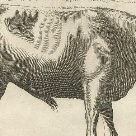 Antique Print of the Domestic Cow by J. Jonston, 1657, close-up 2