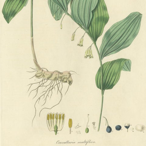 Antique Botany Print of the Common Solomon's-Seal by Curtis, 'circa 1817', view 4