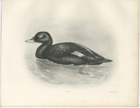 Velvet Scoter Drake Swimming, Plate CXC after Lilian Medland, c. 1909, view 2