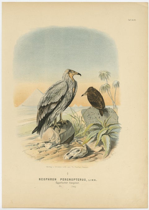 Antique Print of The Egyptian Vulture or White Scavenger Vulture Chicken, 1894, view 3