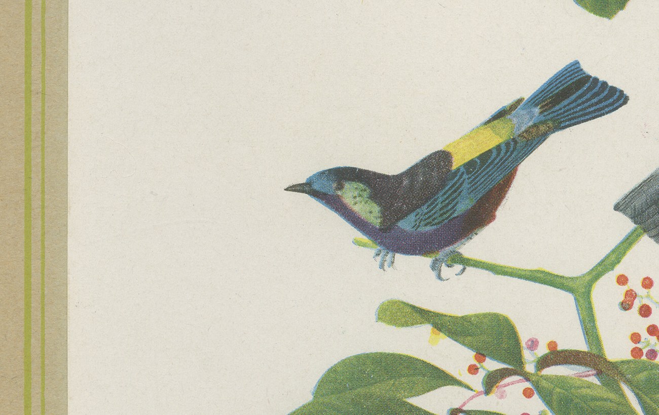 Tanagers, Honeycreepers and Berries, Brazilian Bird Print, Descourtilz, 1944, view 4