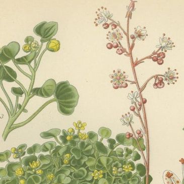 Botanical Prints: Creeping Sailor, London Pride and Thick-Leaved Saxifrage, 1897, close-up 1