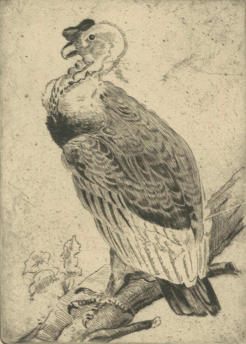 Vulture Etching, Natural History Print of the Andean Condor, ca.1880, close-up 3