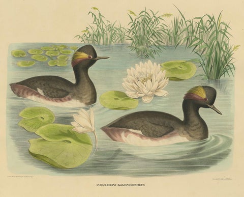 Antique Bird Print of Two Black-Necked Grebes Made after D.G. Elliot, 1869, view 3
