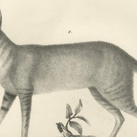 19th-Century Lithograph of the African and European Wild Cats in Natural Poses, close-up 6