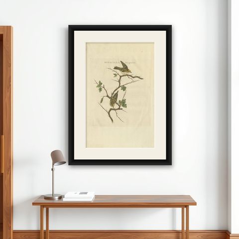 Antique Bird Print of the Goldcrest by Sepp & Nozeman, 1797, shown framed on a wall