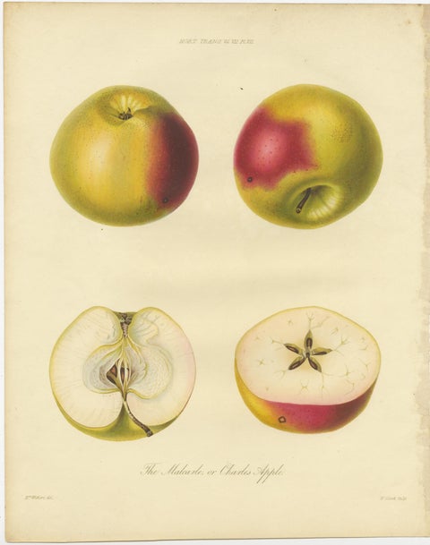 Set of 2 Original Antique Prints of various Pears and Apples, c.1835, view 3