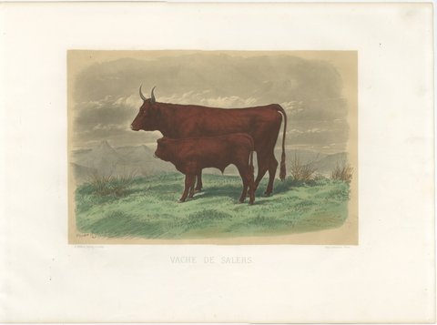 Salers Cow and Calf, Antique Cattle Print after Rosa Bonheur, 1873, view 2