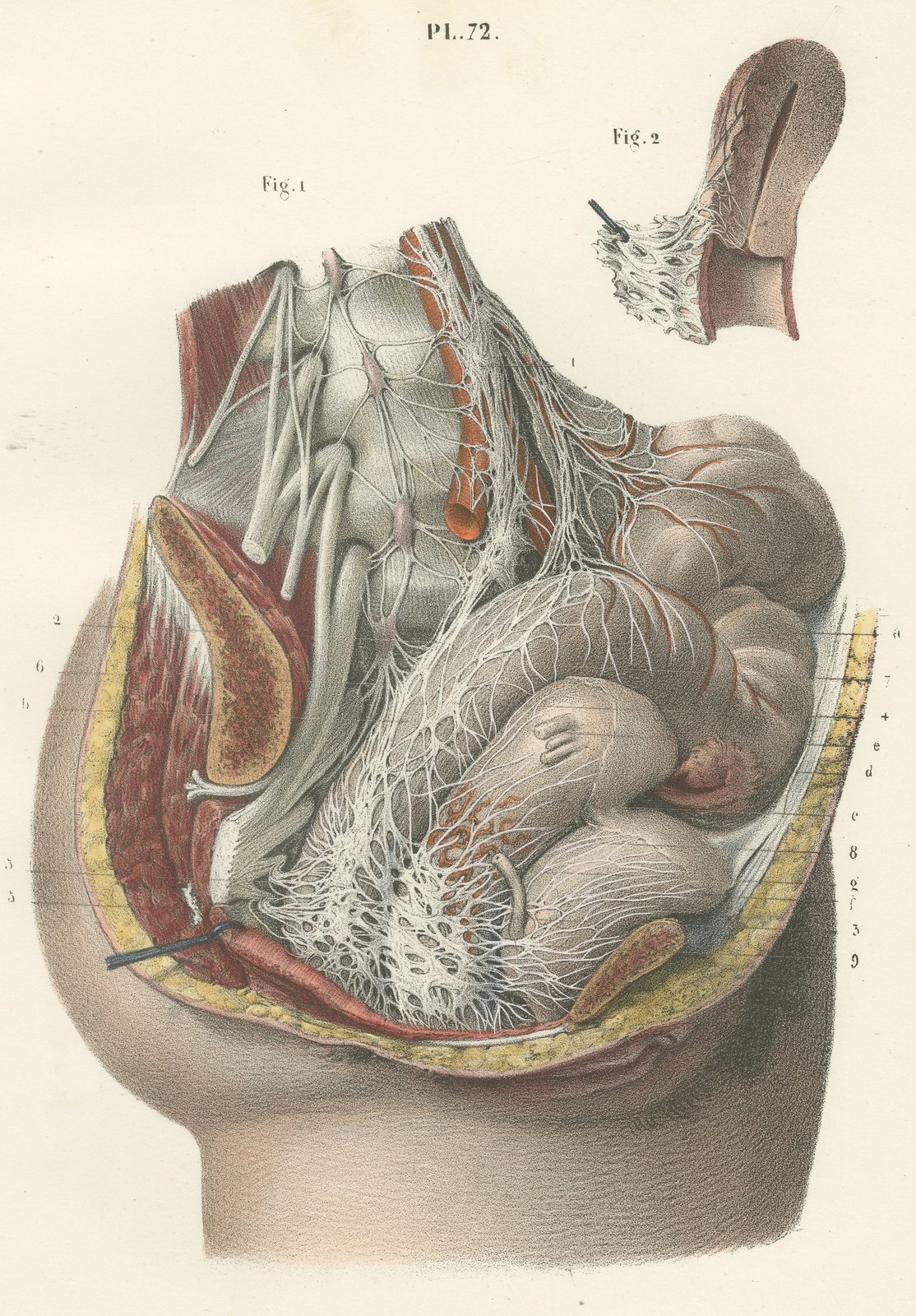 Nerves of the Male Pelvic Viscera, Antique Hirschfeld Anatomy Print, 1866