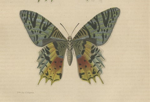 Transcending Time: Urania Prometheus, A Lepidopteral Legacy - Circa 1845, close-up 2
