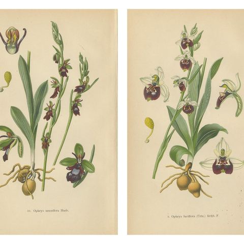 Orchid Variations: A Study of Ophrys Species in 1904 Illustrations, close-up 1