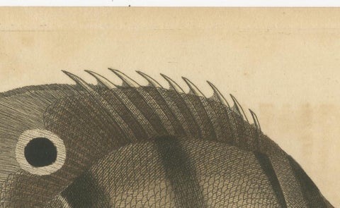 Long-Nosed Surgeonfish, Antique Hand-Colored Fish Engraving, Nodder c.1794, view 10