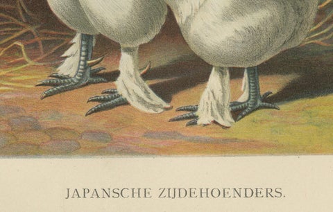The Enchanting Japanese Silkie Chicken - A Rare 19th Century Poultry Lithograph, close-up 2