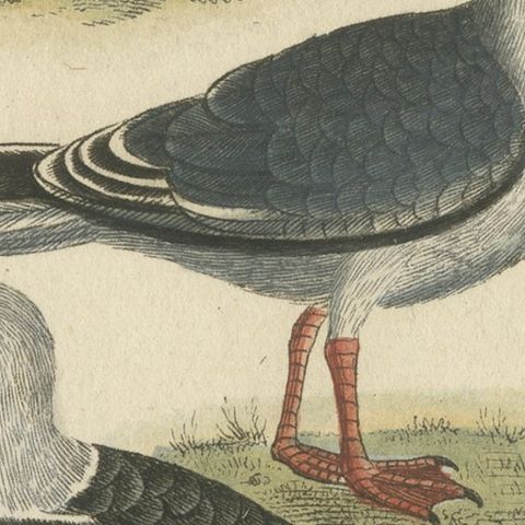 Three Gull Species, Hand-Colored Buffon Bird Engraving, Original 18th Century, close-up 6
