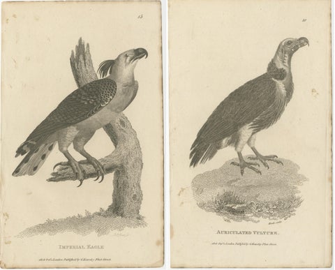Set of 2 Antique Birds Prints of the Imperial Eagle and Turkey Vulture '1809', view 4