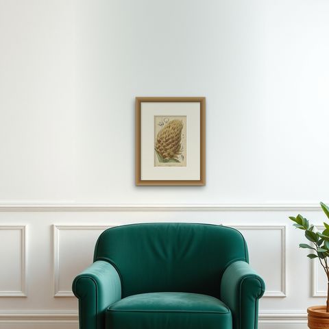 Antique Botany Print of Ananas Macrodontes '1878', shown framed on a wall