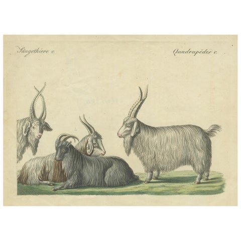 Handcolored Copperplate Engraving of Cashmere Goats and Sheep, Bertuch 1823
