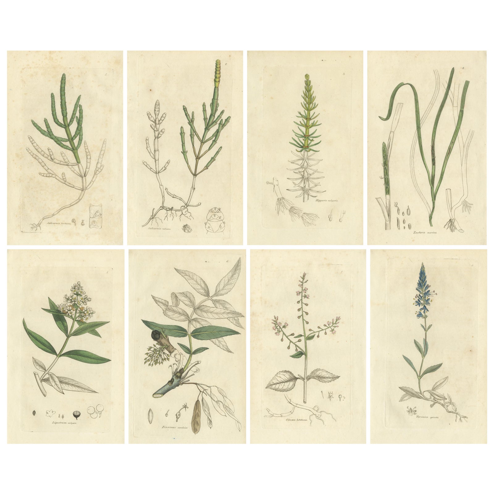 Eight Antique Botanical Plates: Glasswort, Horsetail, Privet & More, c.1830
