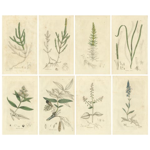 Eight Antique Botanical Plates: Glasswort, Horsetail, Privet & More, c.1830