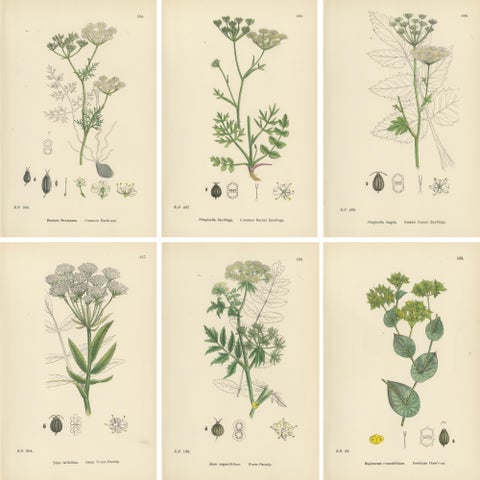Antique English Botanical Prints, Elegant British Wildflowers, Sowerby c.1902, view 8