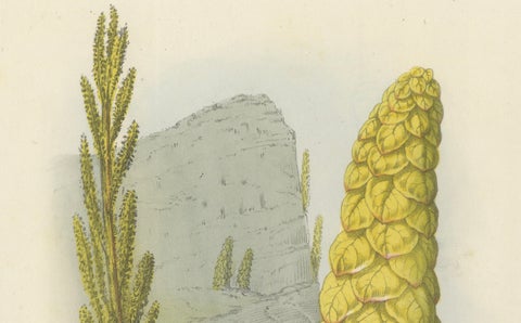 Noble Rhubarb Botanical Illustration by Louis van Houtte, 19th Century, close-up 2