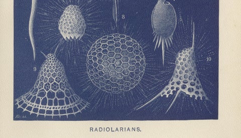 Radiolarians, Blue Scientific Natural History Plate from Lydekker, 1896, close-up 3