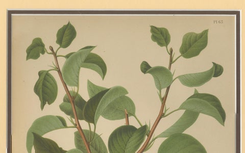 Golden Pear Cluster, Botanical Print, Dutch, ca. 1870 Chromolitho, close-up 1
