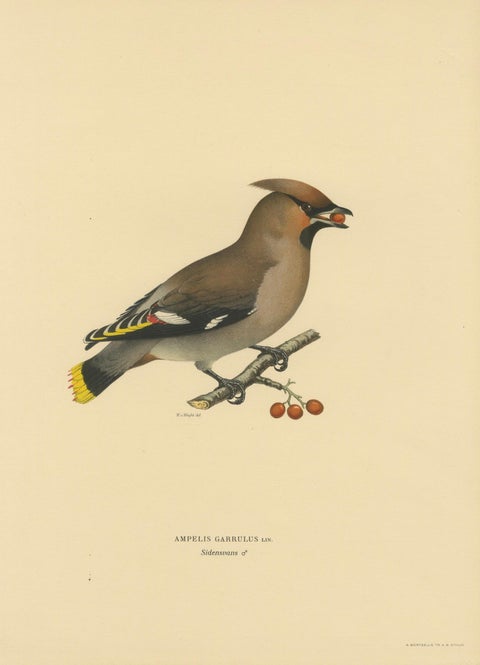 Bohemian Waxwing with Berries, Swedish Bird Lithograph, 1929, close-up 2