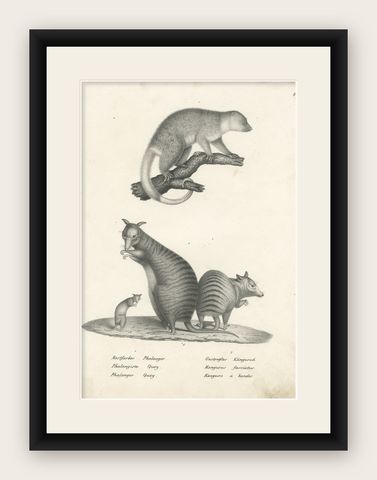 Antique Print Showing the Phalanger and the Striped Kangaroo in Australia, 1825, shown framed