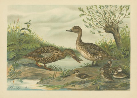 Mallard Duck Family, Antique Bird Chromolithograph with Ducklings c.1880, close-up 1