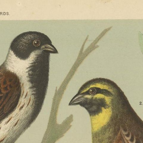 Antique Bird Print of the Black Headed Bunting, Cirl Bunting, Yellow Bunting, close-up 1