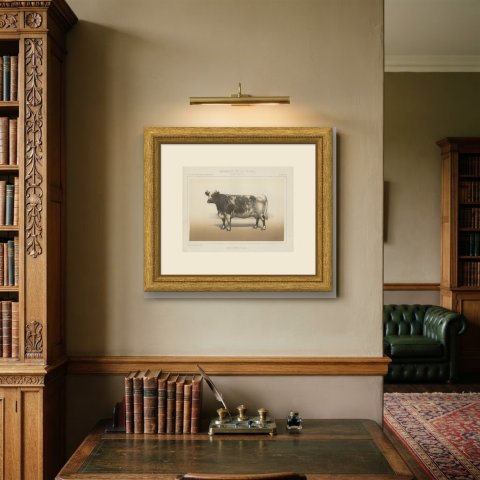 Durham Shorthorn Cow, British Cattle Chromolithograph by Olivier de Penne, 1863, shown framed on a wall