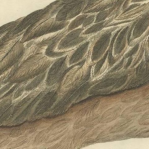 Antique Bird Print of the Great Skua by Sepp & Nozeman, 1829, close-up 1