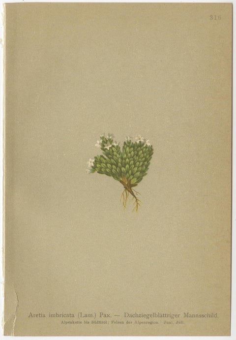 Alpine Botanical Prints Set of 5, Aretia & Douglasia, Antique Chromolithos, 1897, view 3