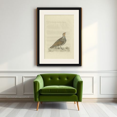 Antique Bird Print of a Female Grey Partridge by Sepp & Nozeman, 1789, shown framed on a wall