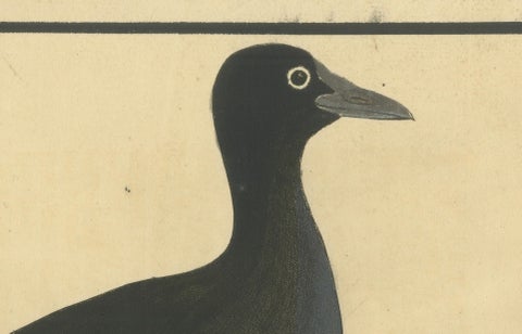 Antique Hand-Colored Engraving of the Bald Coot by E. Albin, circa 1730, close-up 2