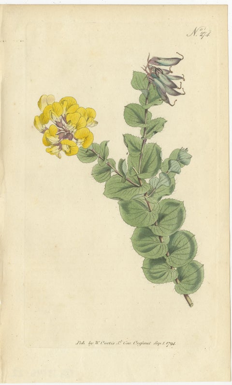 Set of 3 Antique Botany Prints, Common Cytisus, Borbonia, Cistus, view 3